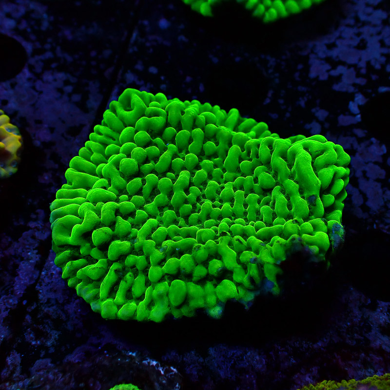 Montipora Frag 01
