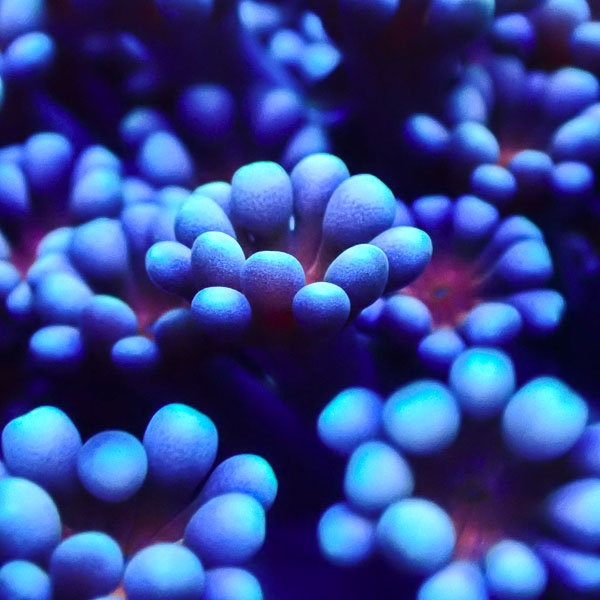 Alveopora MC Snowberry Bloom NZ CTO