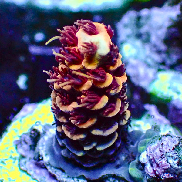 Acropora Gelb/Rot