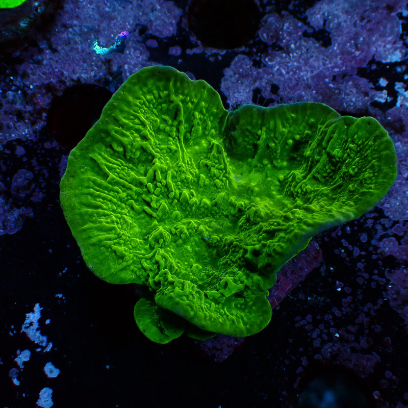 Montipora Grün Frag 04