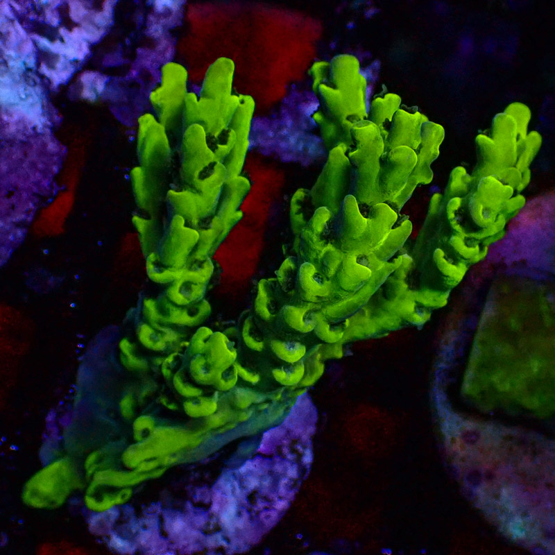 Acropora