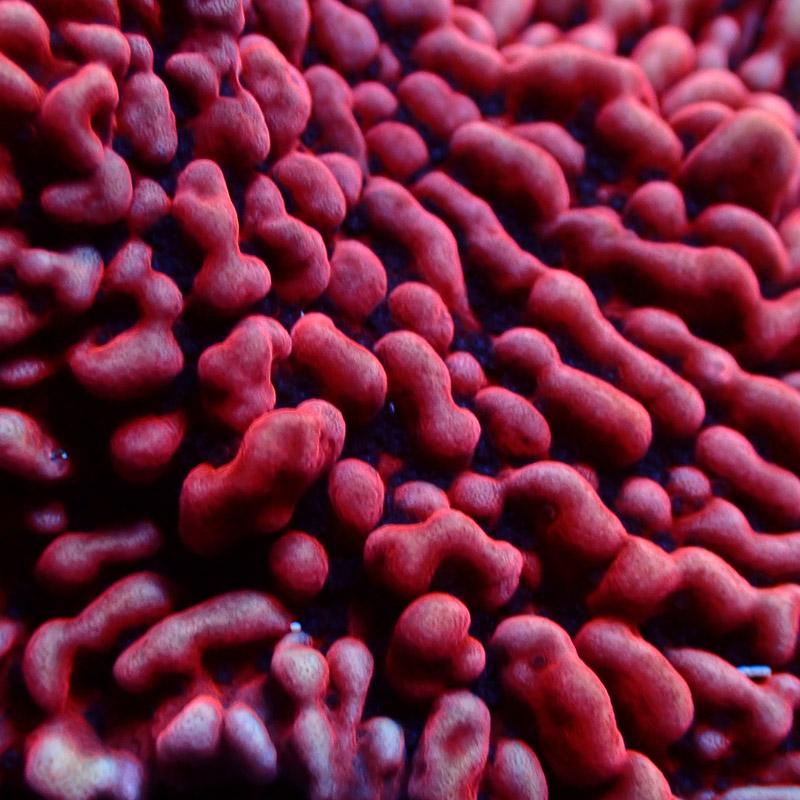 Montipora Mean Streak Frag 17