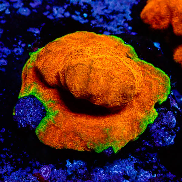 Psammocora Golden Orange Frag 01