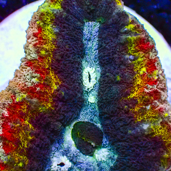Lobophyllia MC Hyper Spectrum Frag 01