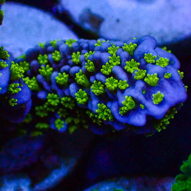 Acropora