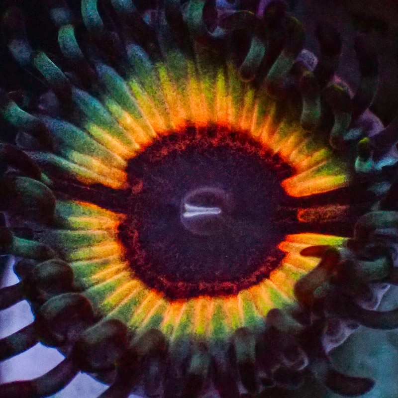 Zoanthus MC Sonic Flare