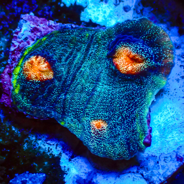 Chalice MC Deep Sea Sparks NZ