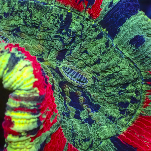 Trachyphyllia MC Secret Garden