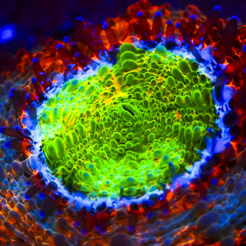 Dragon's Eye Acan NZ