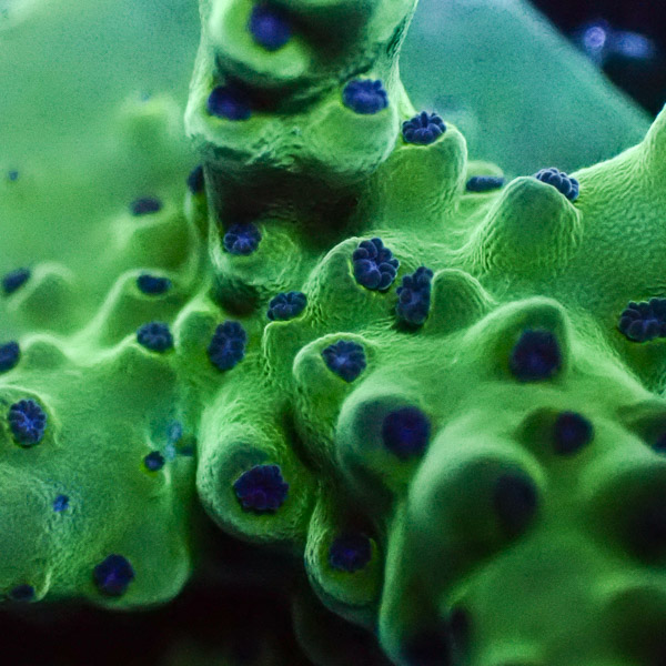 Acropora Grün mit blauen Polypen