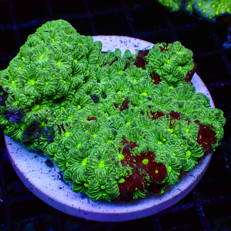 Favia Grün – Weinrot crafted mit hellgrünen Mündern