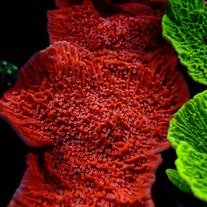 Montipora Rot Frag 17