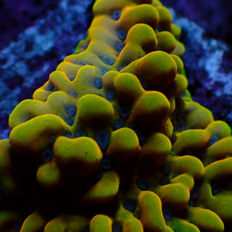 Montipora Crazy T. Frag 01