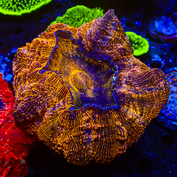 Acanthophyllia Golden Cheetah