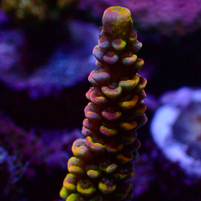 Acropora Crafted