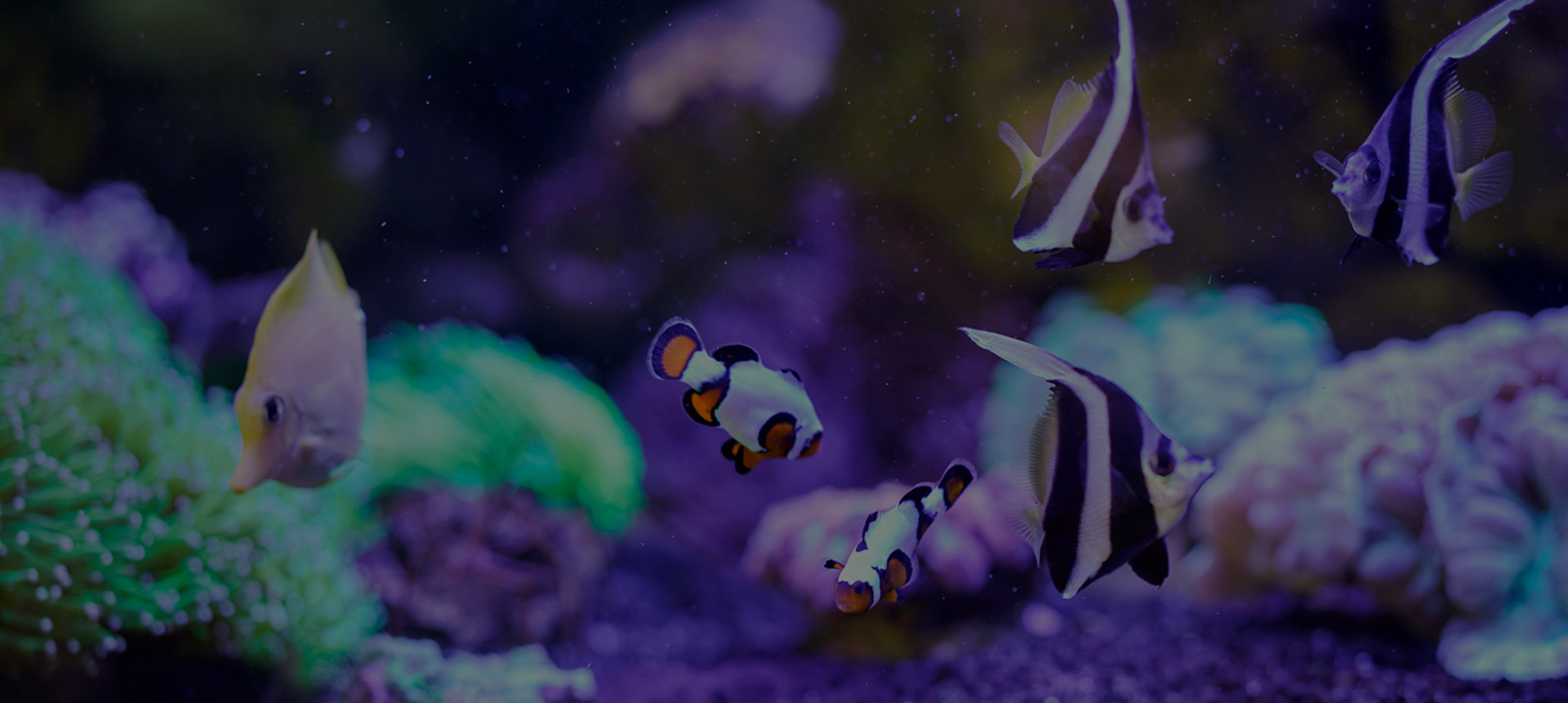 fische_header