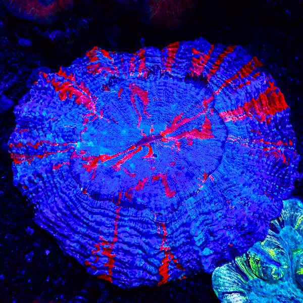 Acanthophyllia MC Neptune’s Wheel