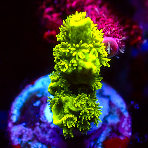 Acropora MC Emerald Pulse