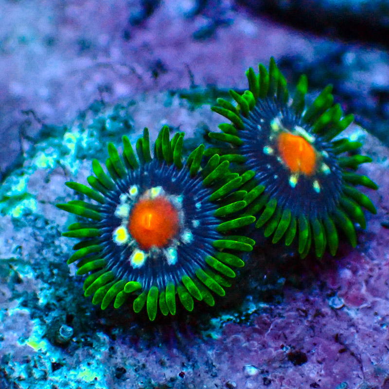 Zoanthus MC Ultra Stargazer