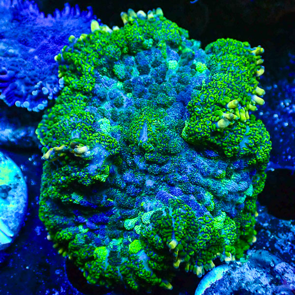 Rhodactis MC Green Serenity