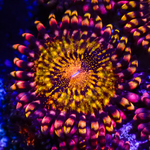 Zoanthus MC Reverse Space Monster