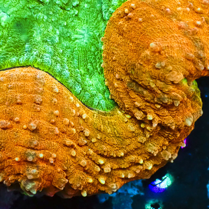 Lobophyllia MC Emerald Lotus Flame