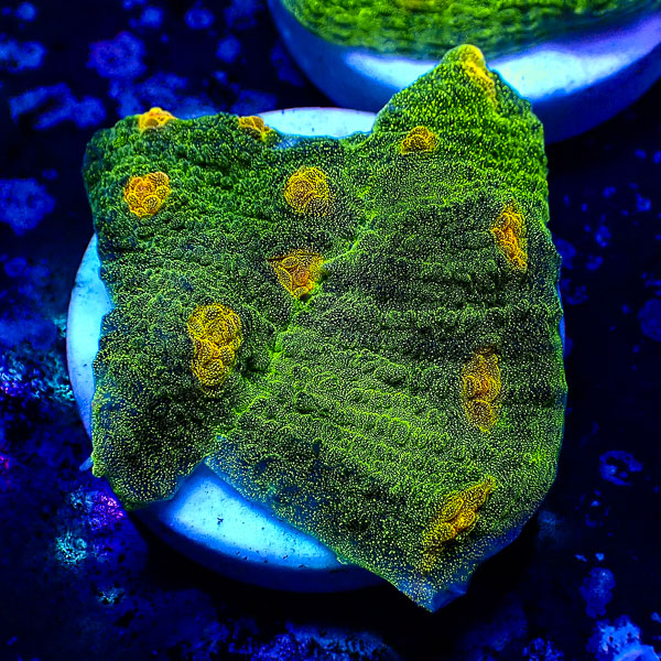 Chalice John Deere Frag 01