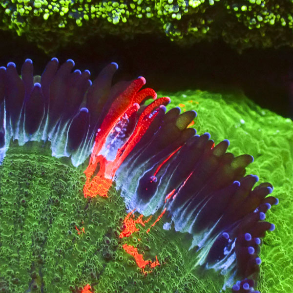 Acanthophyllia MC Jungle Fire