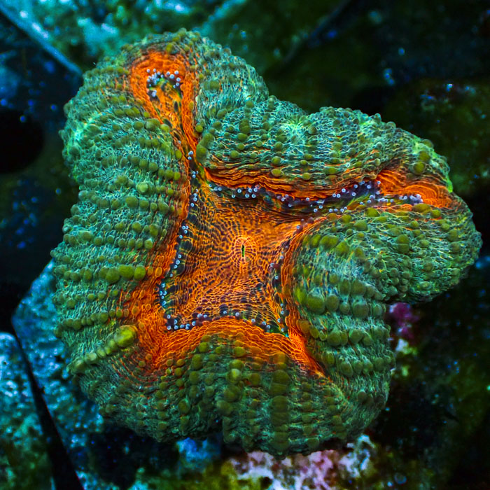 Lobophyllia