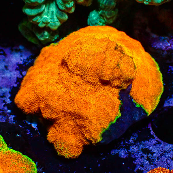 Psammocora Golden Orange Frag 02