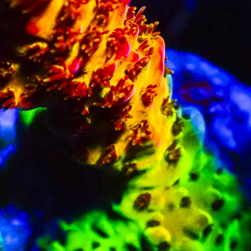 Acropora MC Cherry Volcano