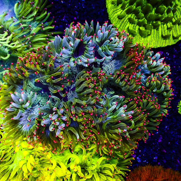 Catalaphyllia MC Frozen Reef