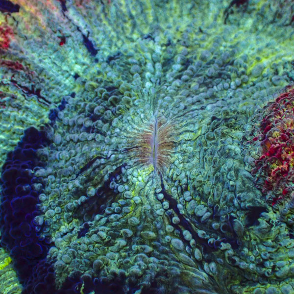 Trachyphyllia MC Turquoise Ember