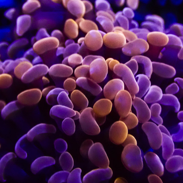 Paraancora MC Purple Rain NZ