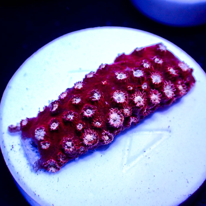 Cyphastrea WWC Peppermint Frag 01