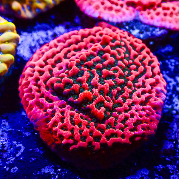 Montipora Cherry Tree