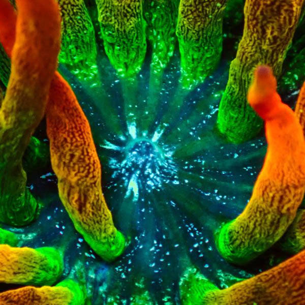 Entacmaea MC Quadricolor Sunburst