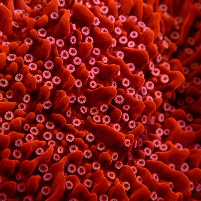 Montipora Rot Frag 13