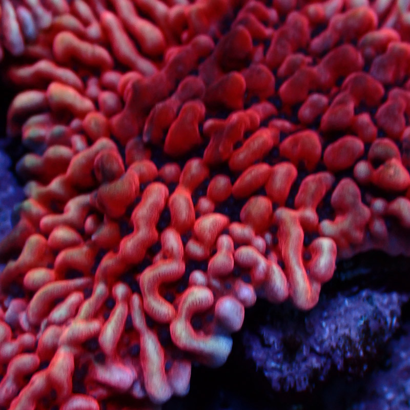 Montipora Mean Streak Frag 25