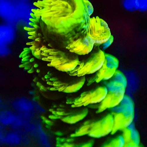 Acropora MC Borealis