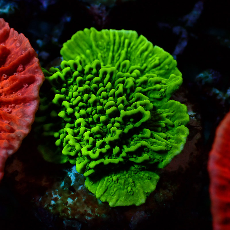 Montipora Grün Frag 17