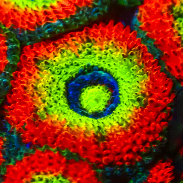 Acan JF Holy Grail Micromussa ca. 15 Polypen
