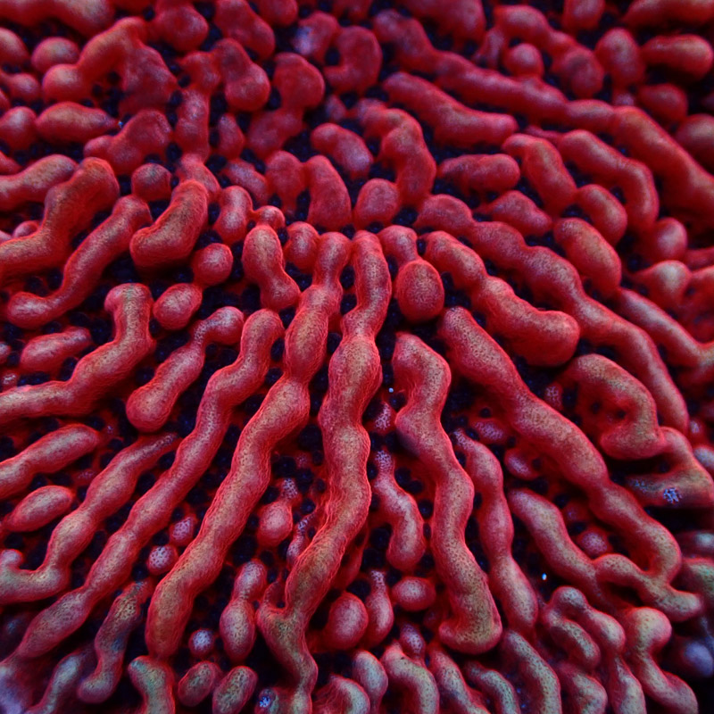 Montipora Mean Streak Frag 31