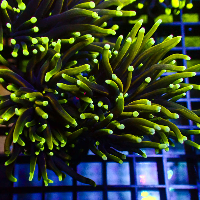 Euphyllia Glabrescens Dragon Soul