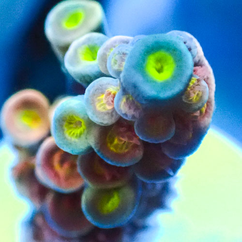 Acropora MC Spectrum