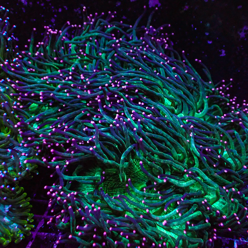 Catalaphyllia Pink Tip