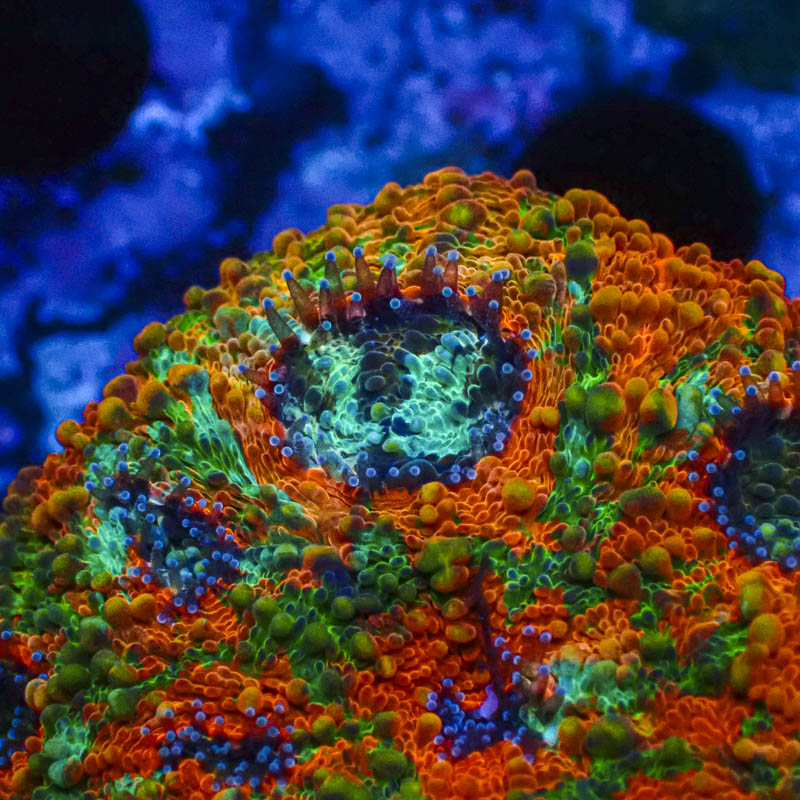 Acanthastrea Echinata