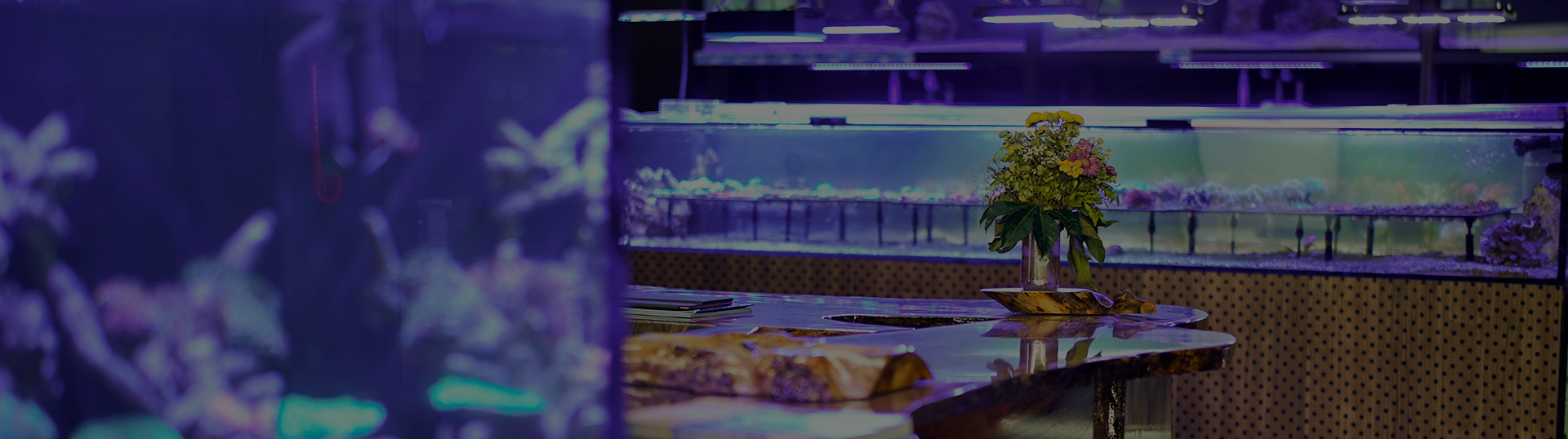 Meerwasserfische in der Eingewöhnungsphase – Schaubecken im The Marine Center