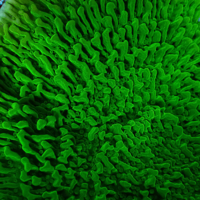 Montipora Grün Frag 19