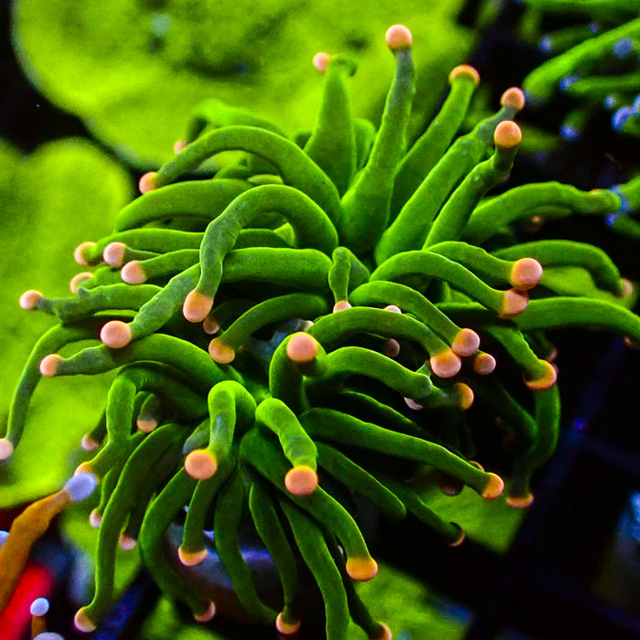 Euphyllia Glabrescens Pineapple Torch Ultra